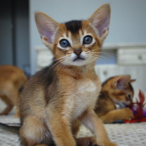 абиссинские котята
