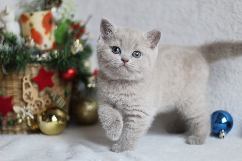Пепси