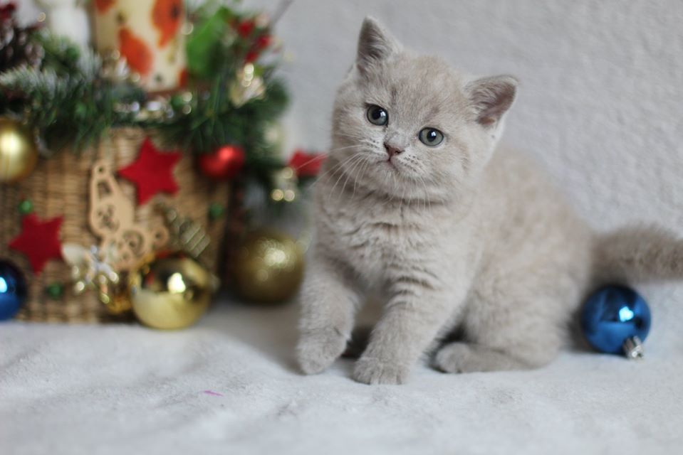 Пепси