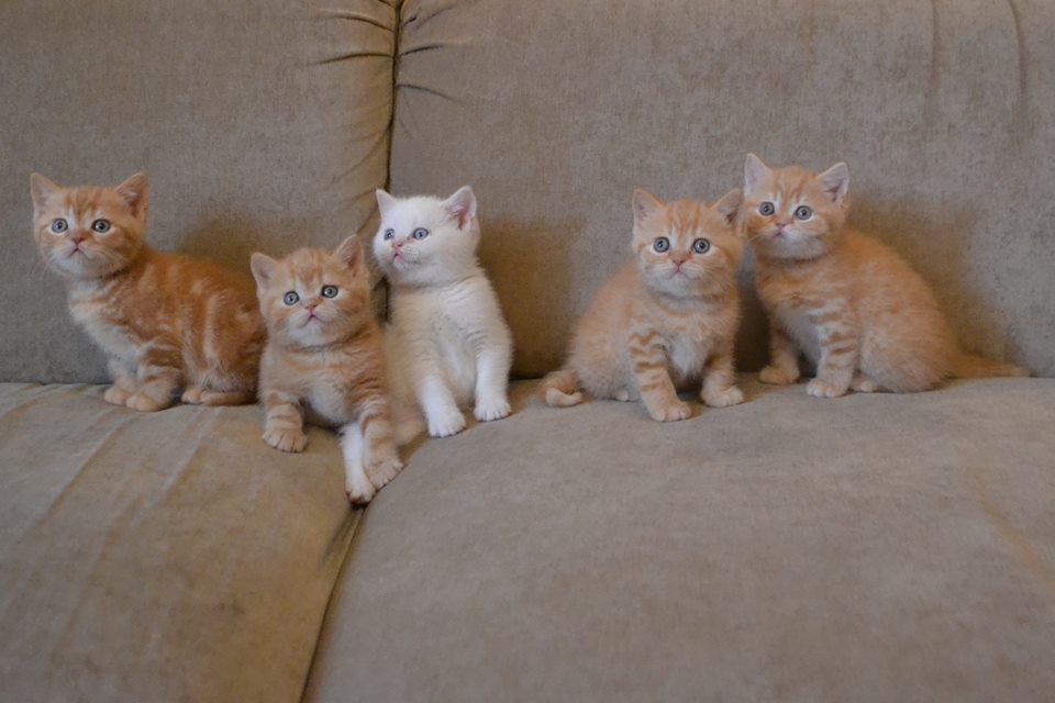 Британские котята