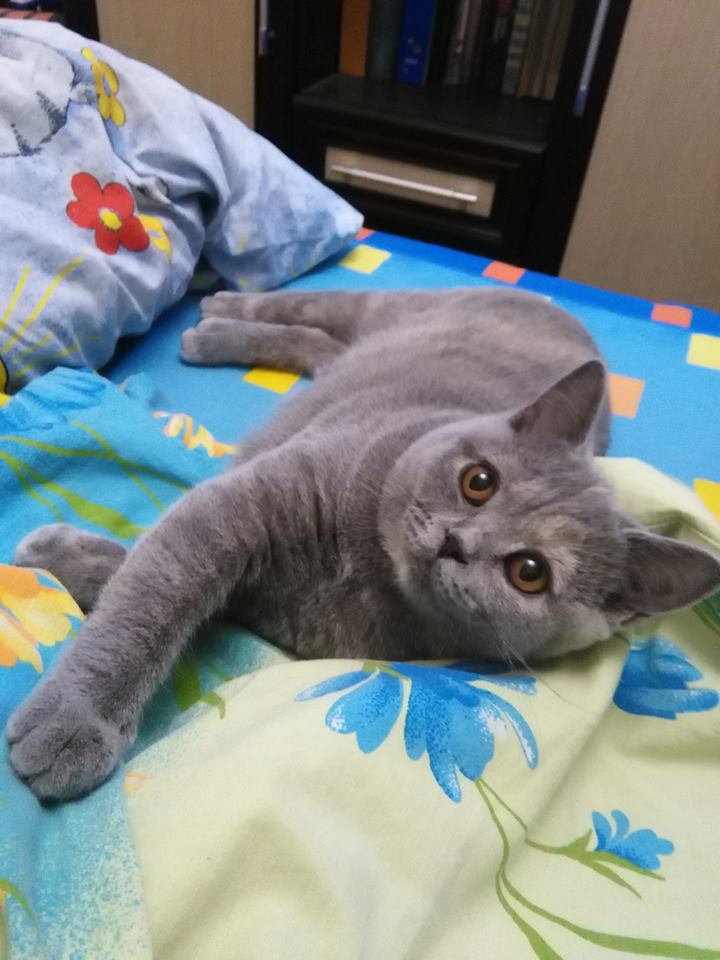 Британская кошка