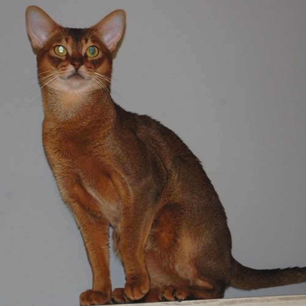 абиссинский кот