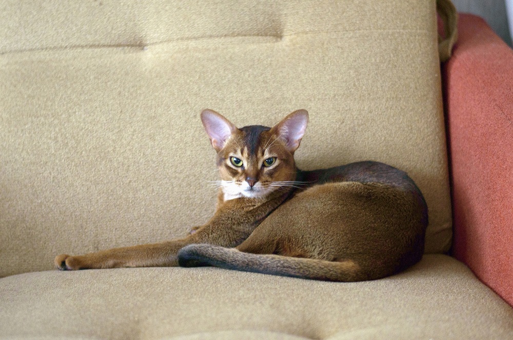 Jupiter ClaNif AbySing
