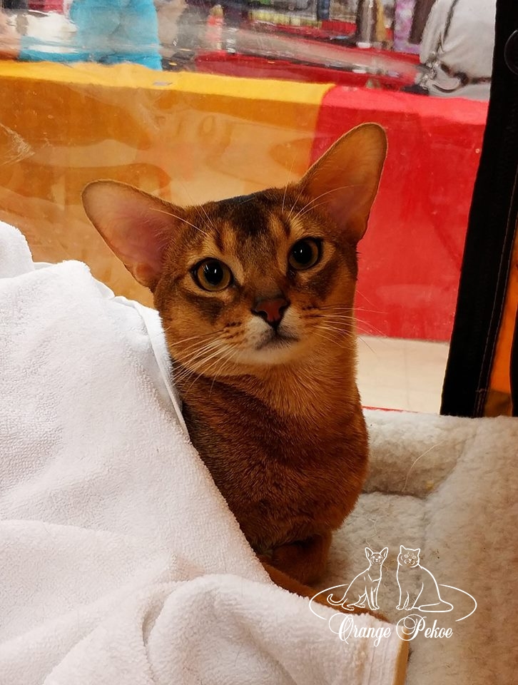 Абиссинский кот дикого окрас Orange Pekoe C'Orlan