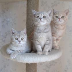 питомник кошек