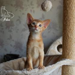 Абиссинские котята