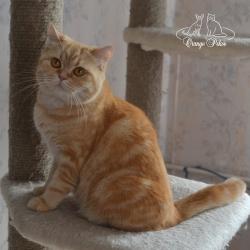 Британские кошки
