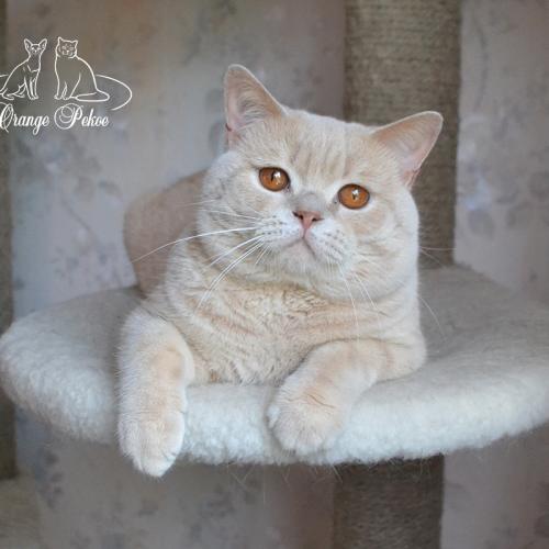 Британские коты