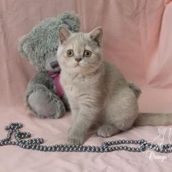 Британские котята