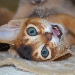 Абиссинский котенок дикого окраса
