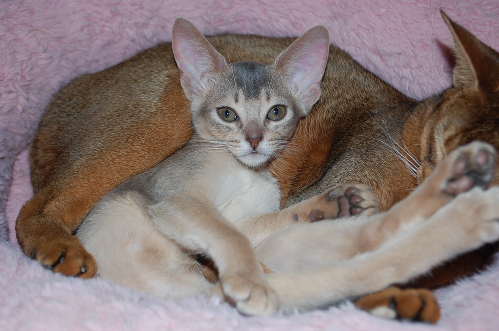 кот метит